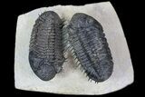 Two Spiny Drotops Armatus Trilobites - Impressive Specimen #85400-3